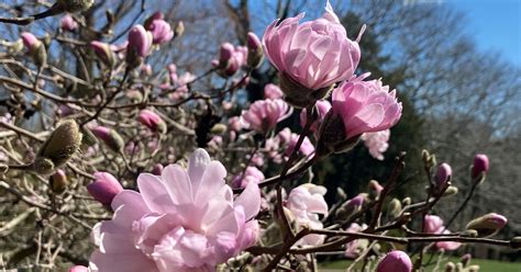 Spring Magnolias - Greenwood Gardens