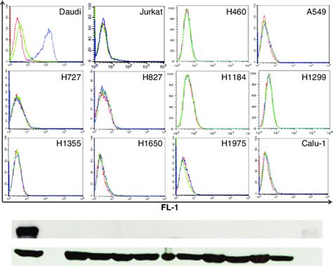 Cell-surface CD22 can be detected on CD22 þ Daudi cells but not on... | Download Scientific Diagram