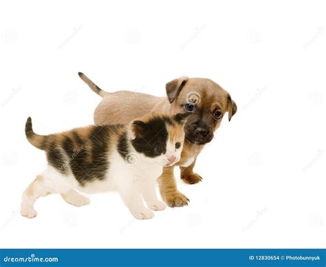 Puppy and Kitten Friends. stock photo. Image of interested - 12830654