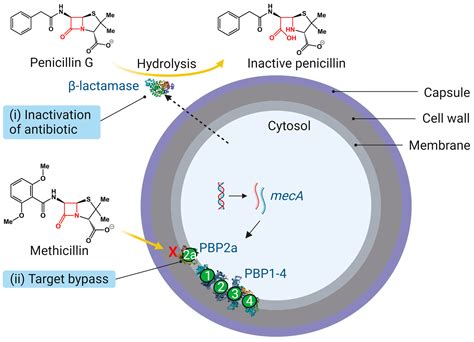 Antibiotics | Free Full-Text | Molecular Determinants of β-Lactam Resistance in Methicillin ...