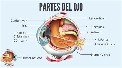 ᐅ Las 12 PARTES del OJO HUMANO: Conoce su Anatomía