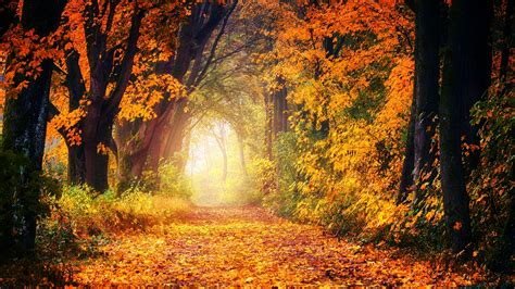 Autumn Light Wallpapers - Wallpaper Cave