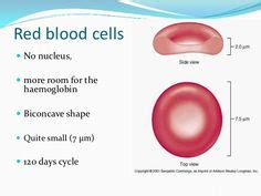 Red Blood Cell Diagram