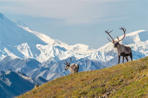 Miss International Travel? Go To These National Parks - US Park Pass