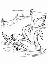 Two Swans Swimming In The Water coloring Page sketch template
