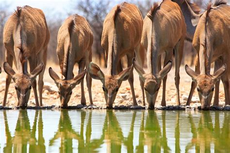 Discover Namibia's Dunes, Coast & Wildlife – 5 Days | kimkim