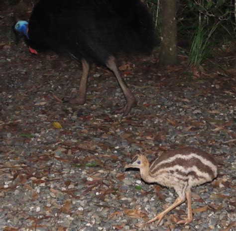 Cassowary season 2021 | Atherton Birdwatchers Cabin