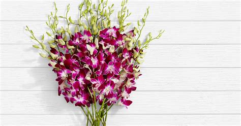 Purple Dendrobium Orchids | Best Flowers and Plants For Mother's Day ...