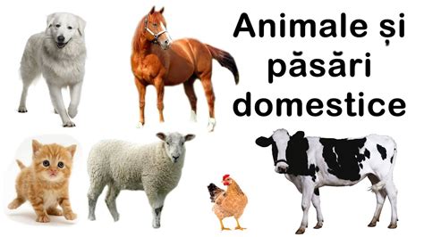 Cantece Pentru Copii Cu Animale Domestice