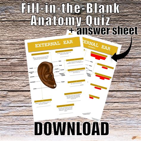 External Ear Anatomy QUIZ Worksheet Answers Digital Download Printable Anatomy Worksheet Med ...