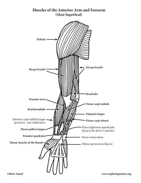 Arm and Forearm Muscles (Anterior View) (Advanced)