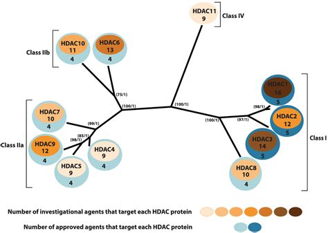 Recent developments of HDAC inhibitors: Emerging indications and novel molecules - Bondarev ...