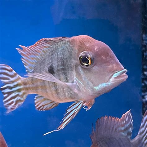 Geophagus Tapajos Red Head - Wholesale Tropicals