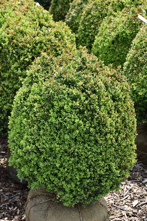 Dwarf English Boxwood (Buxus sempervirens 'Suffruticosa') in Greensboro High Point Winston-Salem ...