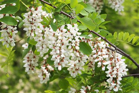 Robinia pseudoacacia (Black Locust)