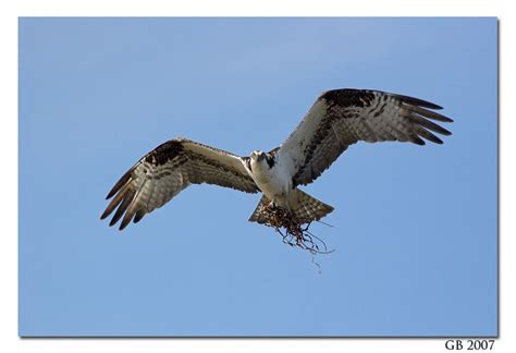 OSPREY