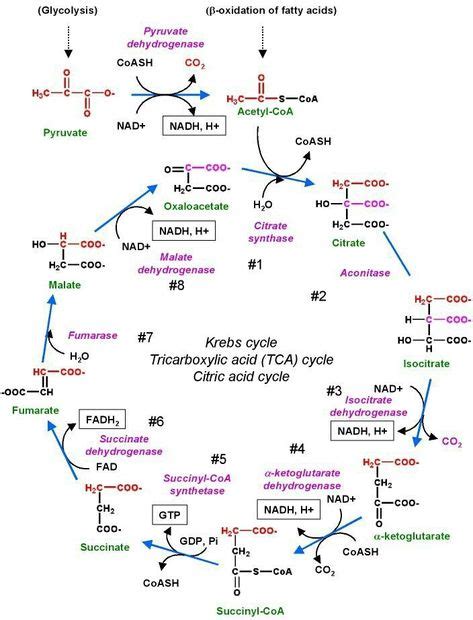 Krebs Zyklus in 2020 | Teaching biology, Biochemistry notes, Biomedical ...