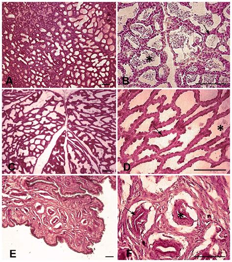 Histology Of The Mammary Gland Photomicrographs Showing The Basic | My XXX Hot Girl