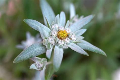 How to Grow and Care for Edelweiss Flower