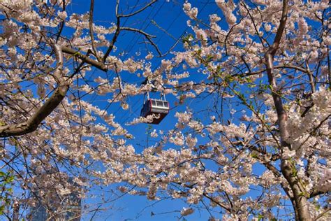 Roosevelt Island Cherry Blossoms (Complete Guide & Map)