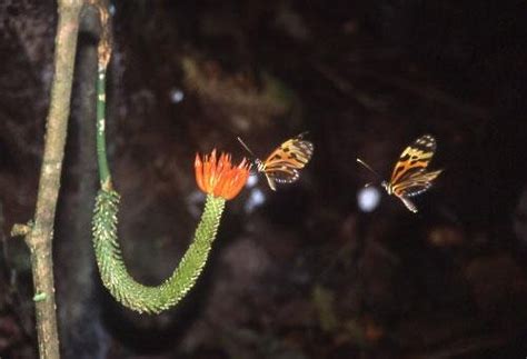 Heliconid butterflies in the Amazon rainforest, Pico da Neblina trek. - Uncategorized - Photo.net