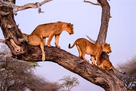 On of the best National Park: Lake Manyara - Africa Safari