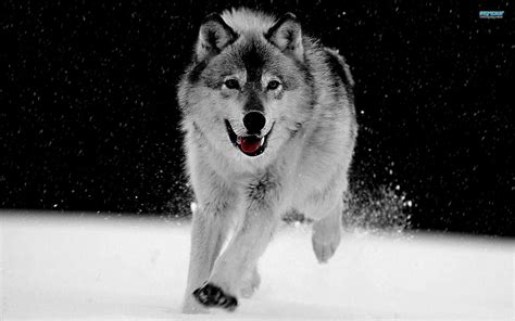 Grey Wolf Wallpapers - Wallpaper Cave