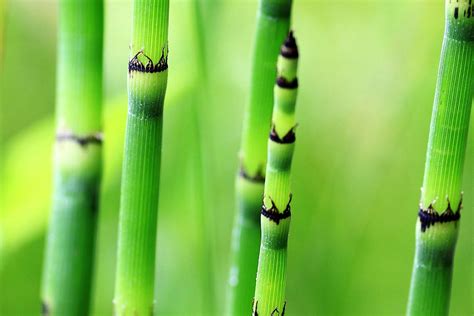 Bamboo-like_plants_horsetail | Bamboo Plants HQ