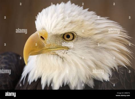 Bald Eagle Portrait Stock Photo - Alamy