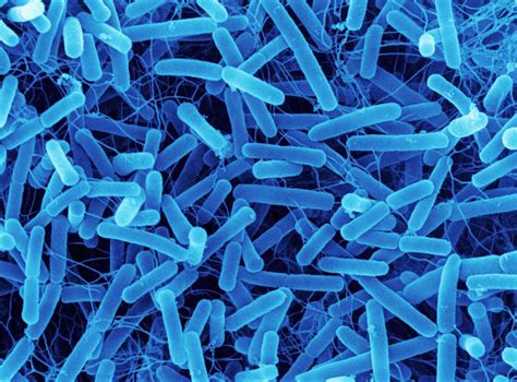 Wide Variety of Bacteria Mapped Across the Human Body | National Institutes of Health (NIH)