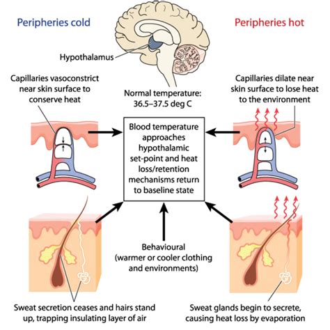 Temperature Regulation in Animals - Biology Online Tutorial