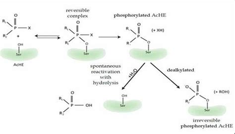 Structure of Organophosphates -Warfare Agents [5] | Download Scientific Diagram