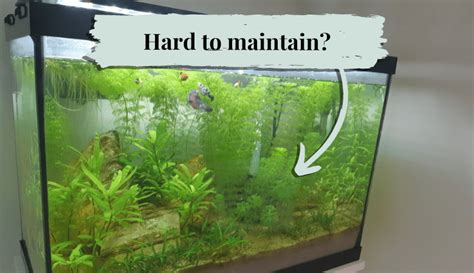 Are Planted Aquariums Hard to Maintain? (No, And Here's Why)