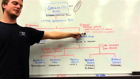 Gram Negative Rods Classification