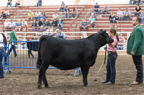 National Junior Angus Show | PGS Heifers | The Pulse