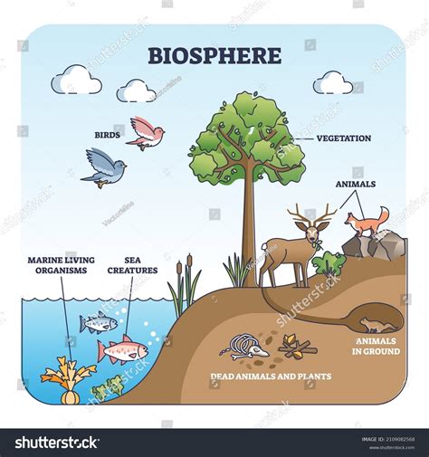 Biosphere Natural Habitat Division Living Creatures Stock Vector ...