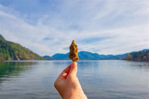 What is a Nug? | PotGuide