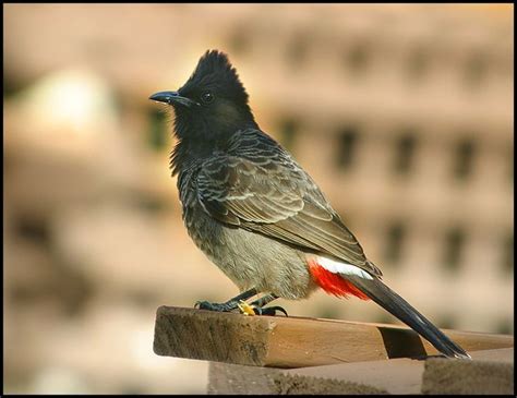 26 Best images about Hawaii bird on Pinterest | Extinct, Birds and Cattle