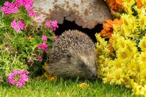 Hedgehog, Wild, Native, European Hedgehog in Natural Garden Habitat with Colourful Summer ...