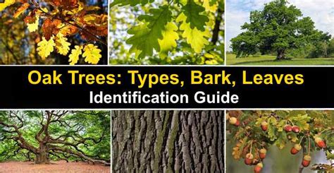 Types of Oak Trees with Their Bark and Leaves - Identification Guide