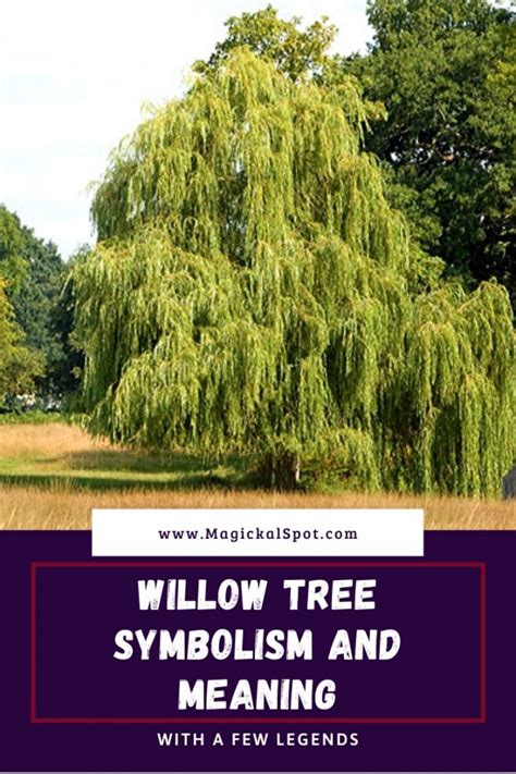 Willow Tree Symbolism and Meaning Explained [With A Few Legends]