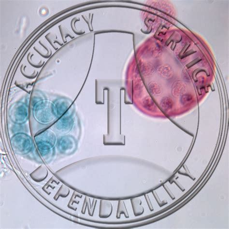 Eudorina Spherical Colonies Prepared Microscope Slide