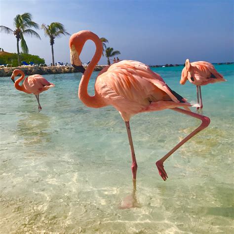 There's a small island in the Caribbean where you can frolic with flamingos - AOL News