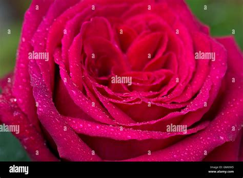 Water droplets on whorls of red petals on a large red rose , Rosa spp ...