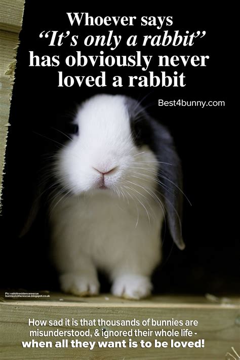 9 special ways to remember your bunny – Artofit