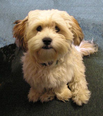 55+ Bichon Frise Yorkshire Terrier Mix For Sale - l2sanpiero