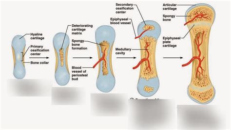 Endochondral Bone Formation Anatomy Homeschool Medicine