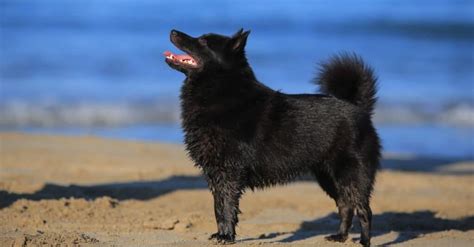 Schipperke Colors: Rarest to Most Common - A-Z Animals