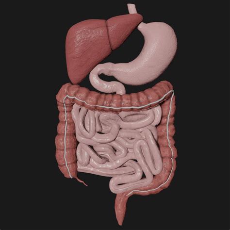 Male Digestive System 3D Model Low Poly Game ready - Team 3d Yard