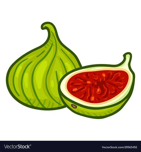 Cartoon fresh green fig fruit Royalty Free Vector Image